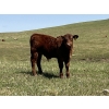 Image 2 : Gordon Burgemeister/Owen & Karen Francis - 650# October Delivery Steer Calves - 95 Head (Hanna, AB)