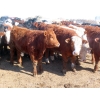 Image 12 : Little Rainbow Ranch - 775# March Delivery Steers - 156 Head (Moosomin, SK)