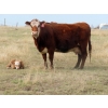 Image 9 : Cole Herold - 30 Cow/Calf Pairs (Montmarte, SK)