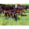 Image 5 : Nameth Land & Livestock Ltd. - 500# November Delivery Heifer Calves - 50 Head (Cupar, SK) VBP+