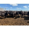 Image 5 : Chipping Hill Cattle Co. - 750# August Delivery Heifers - 77 Head (MacGregor, MB)