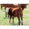 Image 9 : Henrickson Ranch & TC Farms  - 590# November Delivery Steer Calves - 95 Head (Patricia, AB)