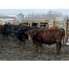 Image 3 : Bill Snyder - 650# March Delivery Heifers - 67 Head (Rimbey, AB)