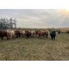 Image 4 : Crisp Ranches - 985# October Delivery Grass Steers - 63 Head (Monitor, AB)
