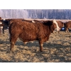 Image 5 : Jason & Kevin Szymanek - 950# December Delivery Weaned Steers - 130 Head (Stauffer, AB)