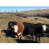 Image 6 : Bircham Ranch - 1025# October Delivery Grass Heifers - 58 Head (Piapot, SK)