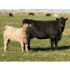 Image 4 : GW Murray Ranches - 575# November Delivery Heifer Calves - 80 Head (Rolling Hills, AB)
