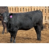 Image 17 : PSV Farms Ltd. - 880# May Delivery Heifers - 32 Head (Enchant, AB)