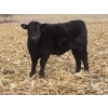Image 6 : Sybouts Lake Farms Ltd. - 550# March Delivery Steers - 80 Head (Gladmar, SK)