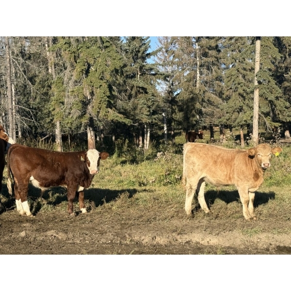 Alta Bar Ranch - 620# November Delivery Steer Calves - 95 Head (Rimbey, AB)