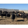 Image 10 : Downie Lake Colony - 860# March Delivery Heifers - 210 Head (Maple Creek, SK)