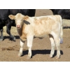 Image 7 : Douglass Cattle Co. - 540# Heifer Calves - 95 Head (Finnegan, AB)