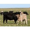 Image 4 : GW Murray Ranches - 675# November Delivery Steer Calves - 86 Head (Rolling Hills, AB)