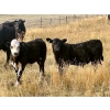 Image 12 : Thurston Newall Farms - 580# Steer Calves - 105 Head (Nightingale, AB)