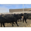 Image 3 : Lazy J Cattle Co. - 6 Black Heifers (Pen 305 - 307) 934# avg