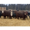 Image 1 : FM Livestock Company  - 740# January Weaned Steers - 78 Head (Bentley, AB)