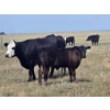 Image 2 : Boulding Family - 540# October Delivery Steer Calves - 73 Head (Big Valley, AB)