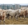 Image 7 : Vossepoel Cattle Co. - 680# December Delivery Weaned Steers - 250 Head (Tilley, AB)
