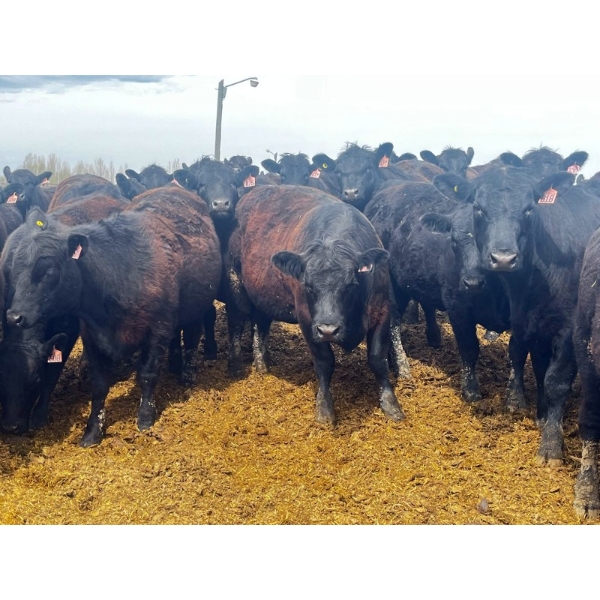 Eastligt Farms - 60 Black Angus X Replacement Heifers (Jarvie, AB)