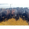 Image 1 : Eastligt Farms - 60 Black Angus X Replacement Heifers (Jarvie, AB)