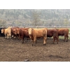 Image 2 : TF Cattle - 860# April Delivery Heifers - 70 Head (Kamloops, BC)