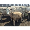Image 2 : Malarky Farms - 12 Char/Char X Cow/Calf Pairs (Newdale, MB)