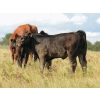 Image 5 : North Slope Farms - 565# November Delivery Heifer Calves - 100 Head (Czar, AB)