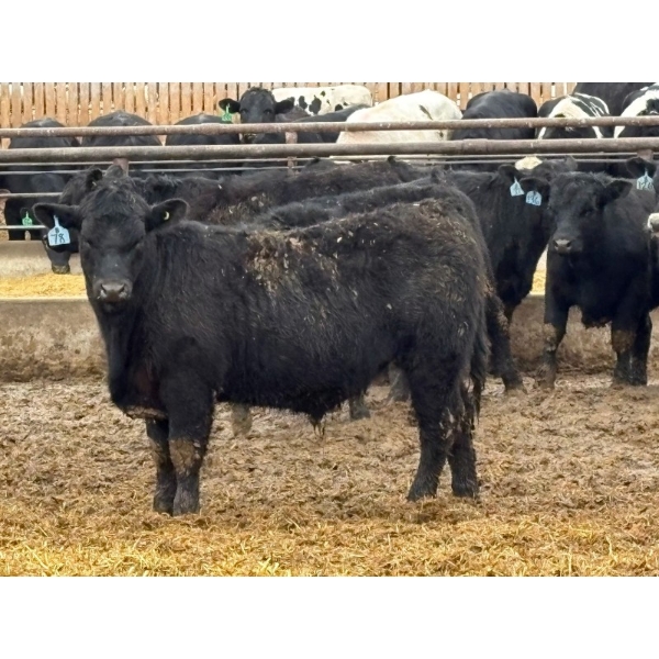 Brandt Boys Inc. - 1000# June Delivery Steers - 62 Head (Tolstoi, MB)