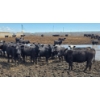 Image 1 : Cattlewood Farms Ltd. - 670# July Delivery Heifers - 90 Head (Fincastle, AB)