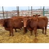 Image 2 : Regehr Land & Cattle - 6 Heifers (Pen 148)
