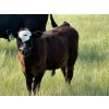 Image 8 : Richard Beekman - 575# November Delivery Steer Calves - 30 Head (Strathmore, AB)