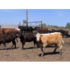 Image 2 : JDC AG - 750# August Delivery Heifers - 80 Head (Yorkton, SK)