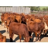 Image 2 : Bear Spring Ranch - 840# September Delivery Grass Heifers - 70 Head (Bearspaw, AB)