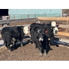 Image 12 : Misty Meadows Ranch - 34 Black Angus X Replacement Heifers (Austin, MB)
