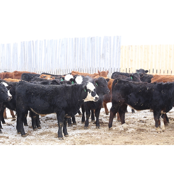 Brock & Garett Thompson - 920# March/April Delivery Steers - 63 Head (Carnduff, SK) VBP+