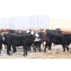 Image 1 : Brock & Garett Thompson - 920# March/April Delivery Steers - 63 Head (Carnduff, SK) VBP+