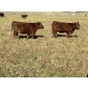 Image 3 : Ian & Bev Smith - 670# October Delivery Heifer Calves - 30 Head (Rock Creek, BC)