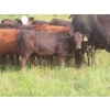 Image 8 : Storle Farms Ltd. - 630# October Delivery Steer Calves - 88 Head (Lake Alma, SK)