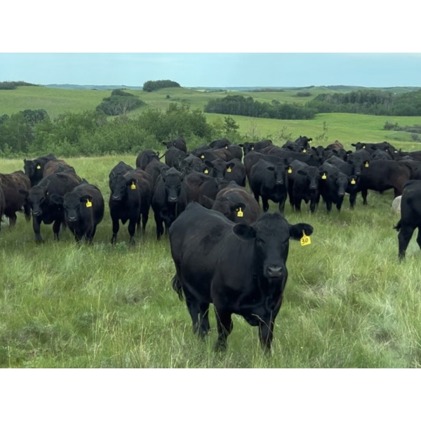 DJC Ranch - 1100# October Delivery Grass Steers - 900 Head (Meadow Lake, SK)