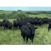Image 1 : DJC Ranch - 1100# October Delivery Grass Steers - 900 Head (Meadow Lake, SK)