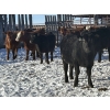 Image 4 : Reid Ranching Cremona - 650# March Delivery Heifers - 98 Head (Cremona, AB)