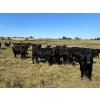 Image 2 : Tony Groenewoud - 1100# September Delivery Grass Steers - 335 Head (Turtleford, SK)