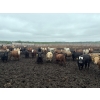 Image 2 : Box Anchor Farms - 740# June Delivery Heifers - 240 Head (Dewberry, AB)