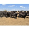 Image 3 : Cunningham Cattle Co. - 985# September Delivery Heifers - 165 Head (Rhein, SK)