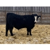 Image 8 : Hawk Ranching - 970# March Delivery Steers - 65 Head (Parkland, AB)