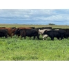 Image 9 : Triangle D Land & Cattle Co. - 825# September Delivery Grass Steers - 95 Head (Hanley, SK)