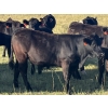 Image 9 : Jarokosky Farms - 830# September Delivery Grass Steers - 75 Head (Cayley, AB)