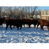 Image 4 : Salty Fox Farms - 26 Red Simm X Bred Heifers (Fork River, MB)