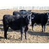 Image 2 : Circle Y Ranch - 600# February Delivery Steers - 48 Head (Raymond, AB)