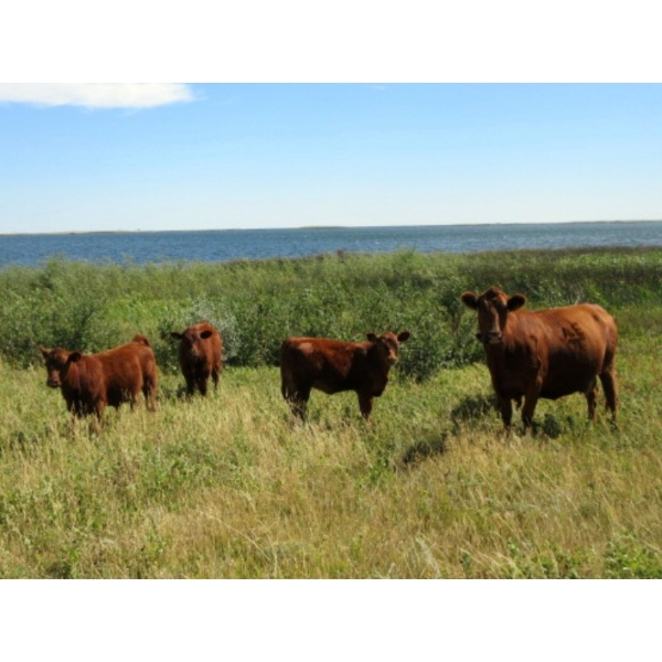Evans Family (Gary, Carla & Keith) - 570# Heifer Calves - 100 Head (Bassano, AB)